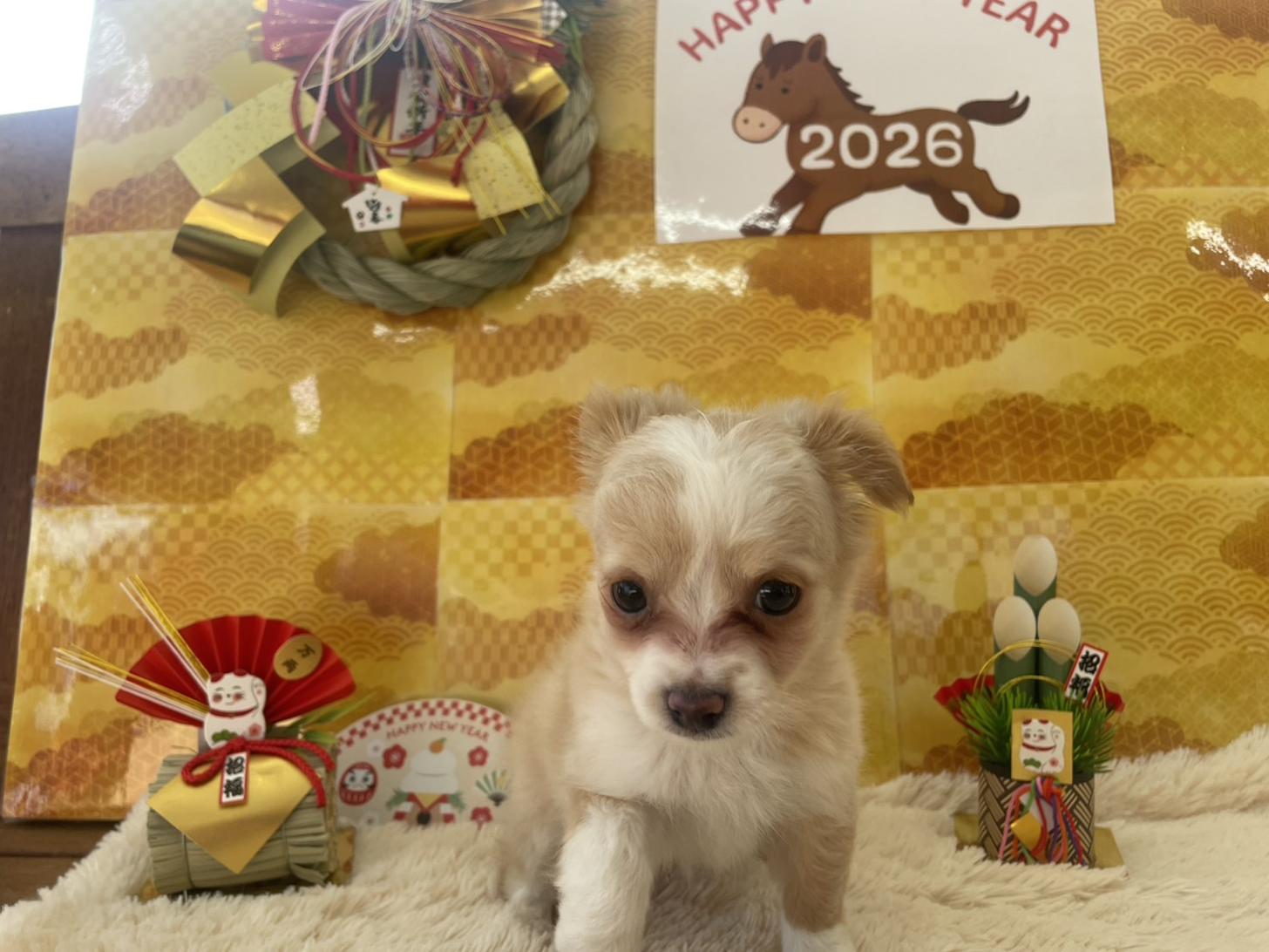 佐賀県のチワプー/プーチー(チワワ×プードル) (スタードッグス新鳥栖店/2025年10月25日生まれ/女の子/クリームホワイト)の子犬の1枚目の画像