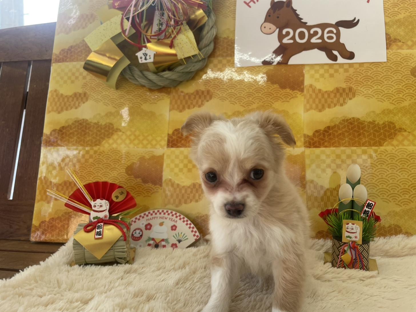 佐賀県のチワプー/プーチー(チワワ×プードル) (スタードッグス新鳥栖店/2025年10月25日生まれ/女の子/クリームホワイト)の子犬の2枚目の画像