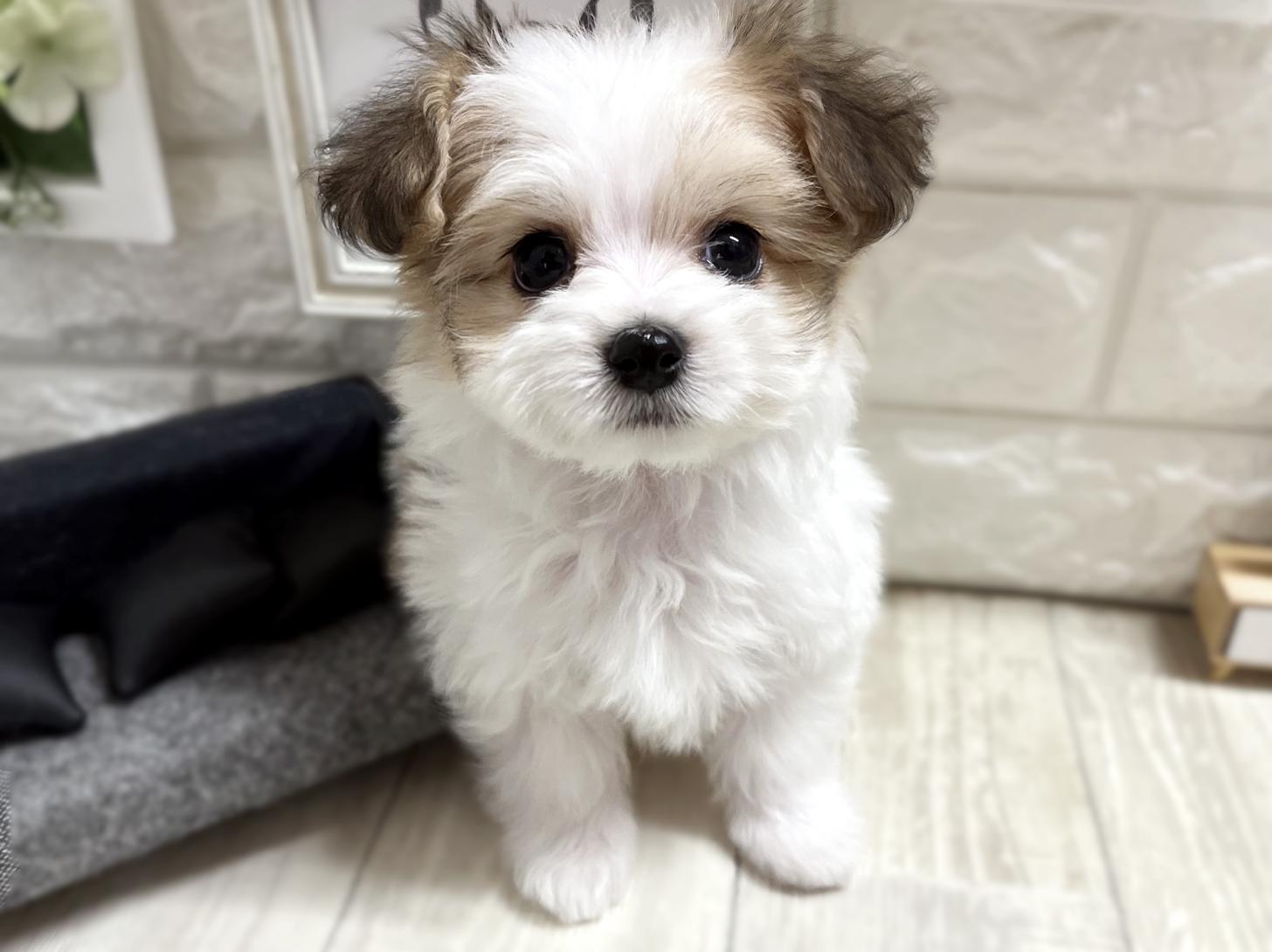 和歌山県のハーフ犬・ミックス犬 (DOGMAN和歌山中之島店/2025年11月24日生まれ/男の子/レッドホワイト)の子犬の1枚目の画像