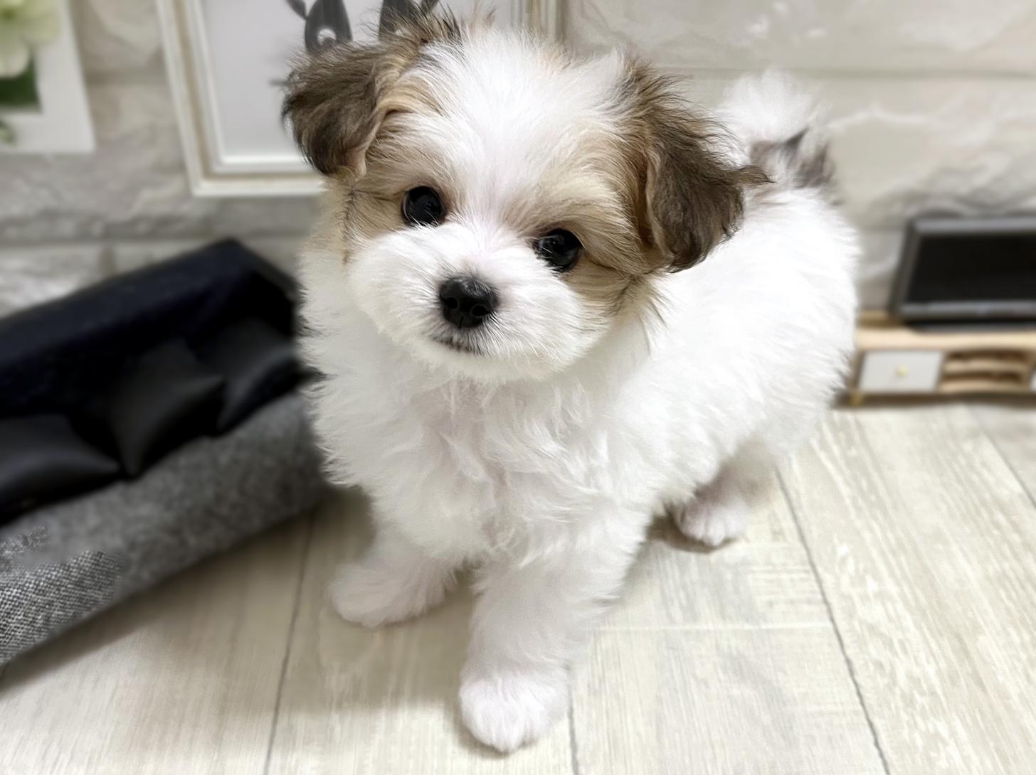 和歌山県のハーフ犬・ミックス犬 (DOGMAN和歌山中之島店/2025年11月24日生まれ/男の子/レッドホワイト)の子犬の3枚目の画像