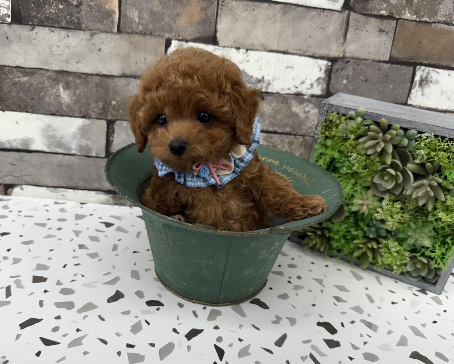 大阪府のトイプードル(タイニー) (ぱぴぷぺっと大阪店/2025年8月27日生まれ/男の子/レッド)の子犬の1枚目の画像