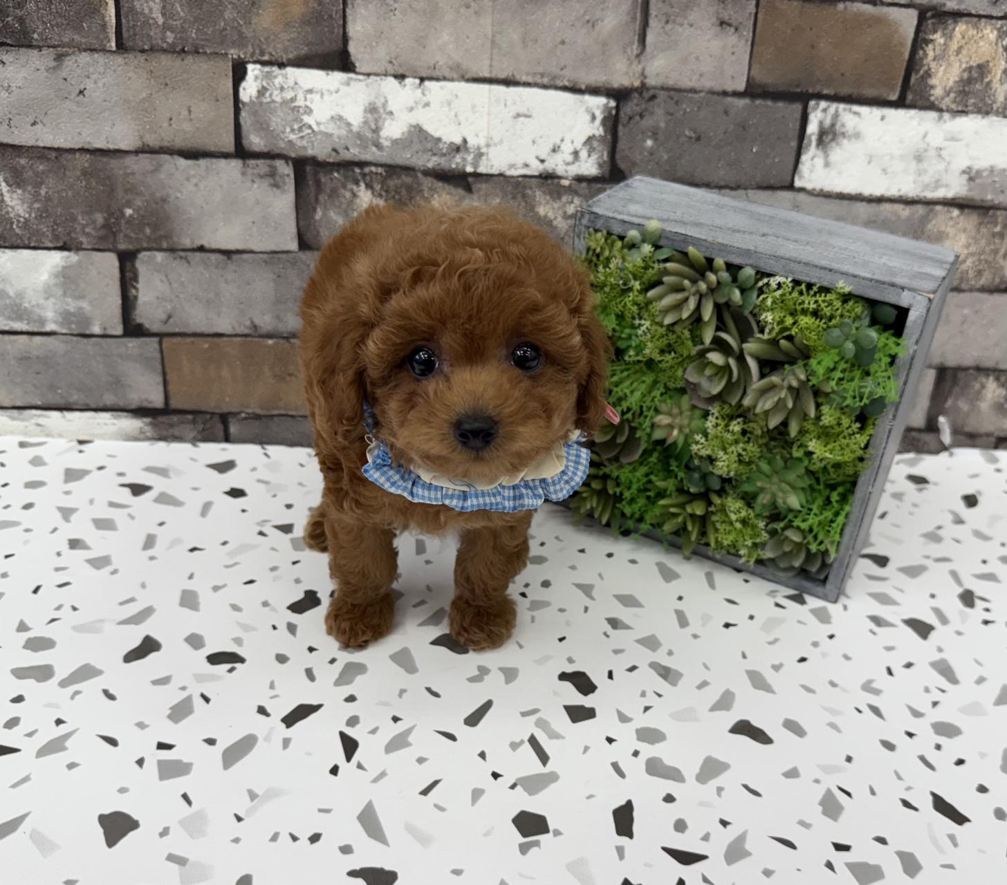 大阪府のトイプードル(タイニー) (ぱぴぷぺっと大阪店/2025年8月27日生まれ/男の子/レッド)の子犬の3枚目の画像