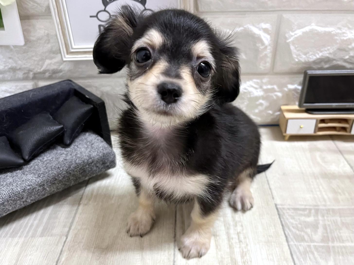和歌山県のチワックス(チワワ×ダックス) (DOGMAN和歌山中之島店/2026年1月30日生まれ/女の子/ブラッククリーム)の子犬