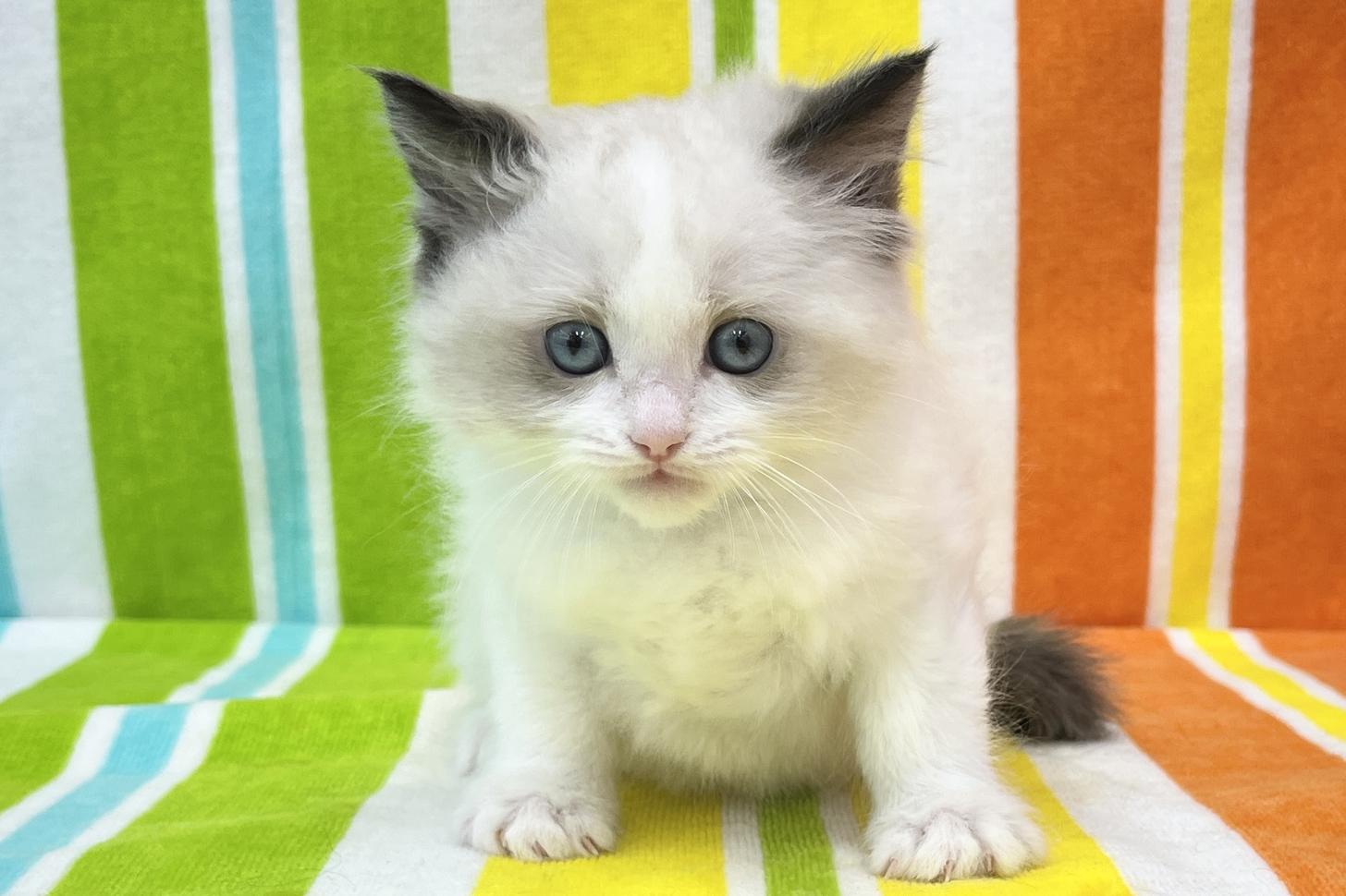 愛知県のラグドール (ハピースペット一宮三条アミーゴ店/2026年1月6日生まれ/男の子/シールポイントバイカラー)の子猫