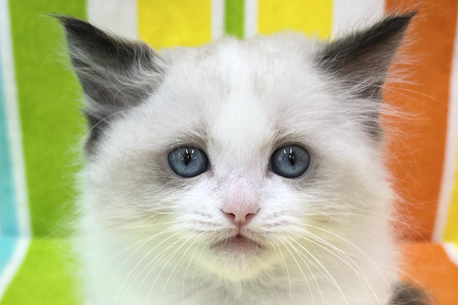 愛知県のラグドール (ハピースペット一宮三条アミーゴ店/2026年1月6日生まれ/男の子/シールポイントバイカラー)の子猫の2枚目の画像