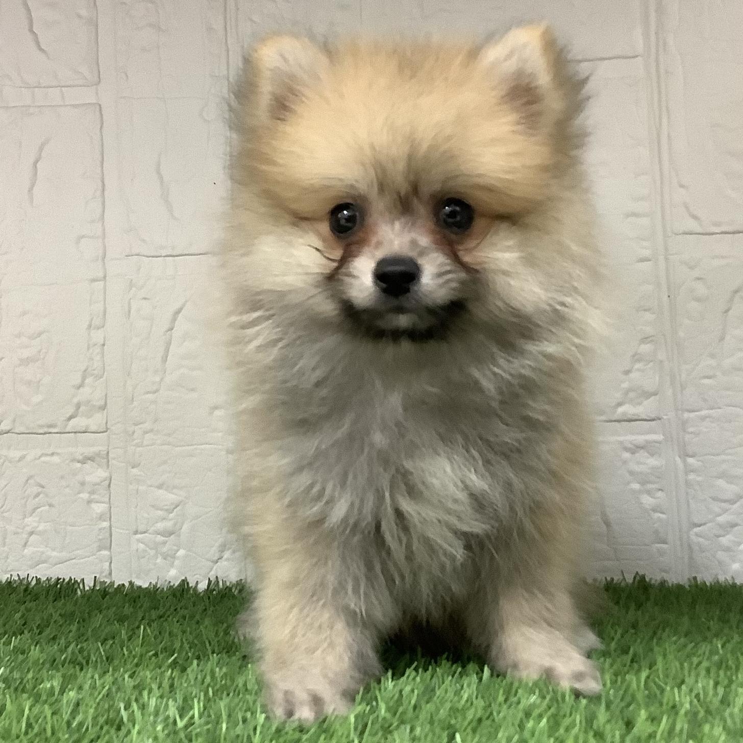 福岡県のポメラニアン (ドッグズホーム旗崎店/2025年5月15日生まれ/男の子/オレンジ)の子犬