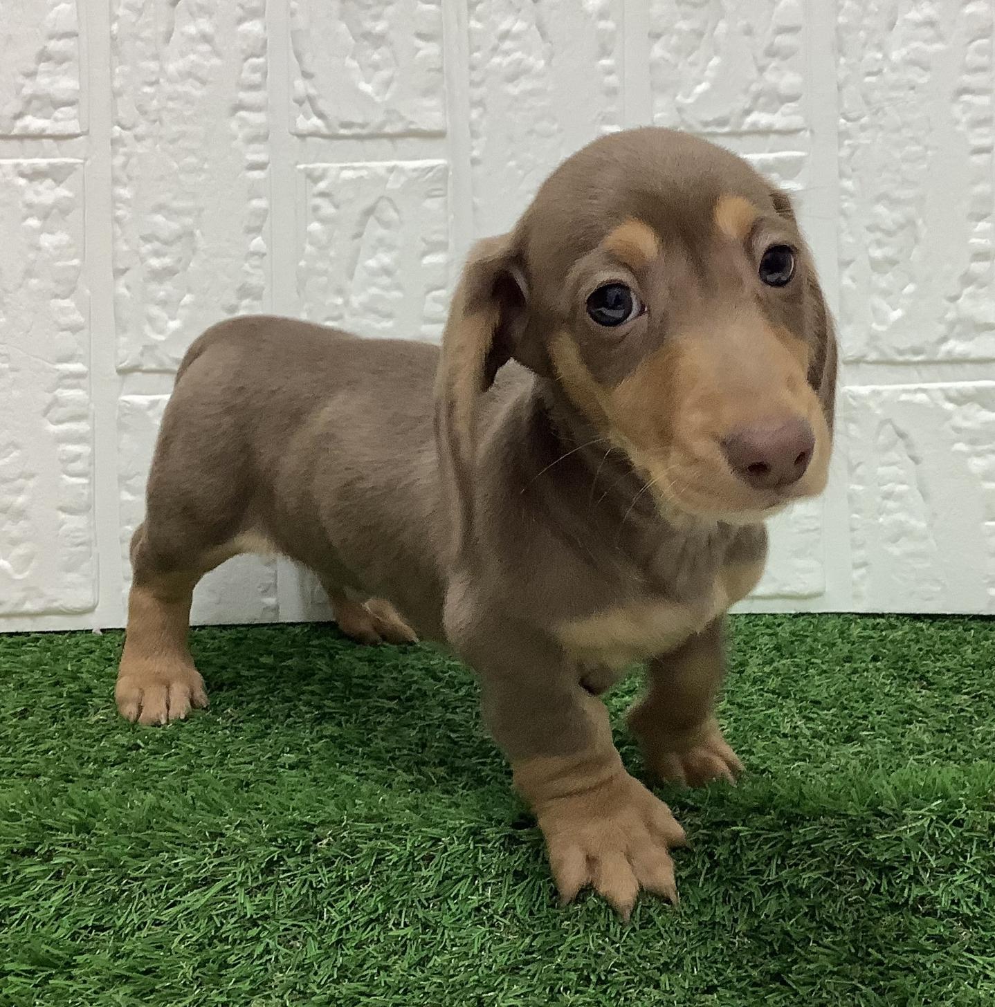 福岡県のミニチュアダックスフンド(スムース) (ディスワン ドッグズホーム大野城店/2025年11月17日生まれ/男の子/チョコレートタン)の子犬