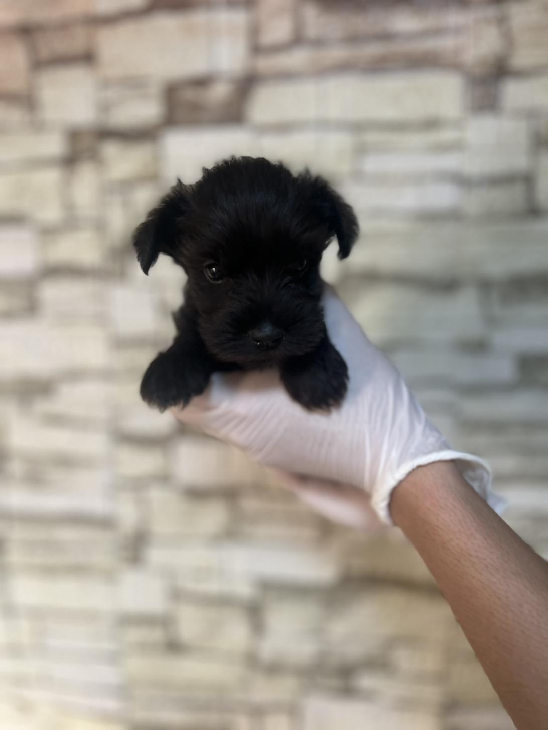 埼玉県のミニチュアシュナウザー (ペッツスマイル加須インター店/2025年8月31日生まれ/男の子/ブラック)の子犬の1枚目の画像