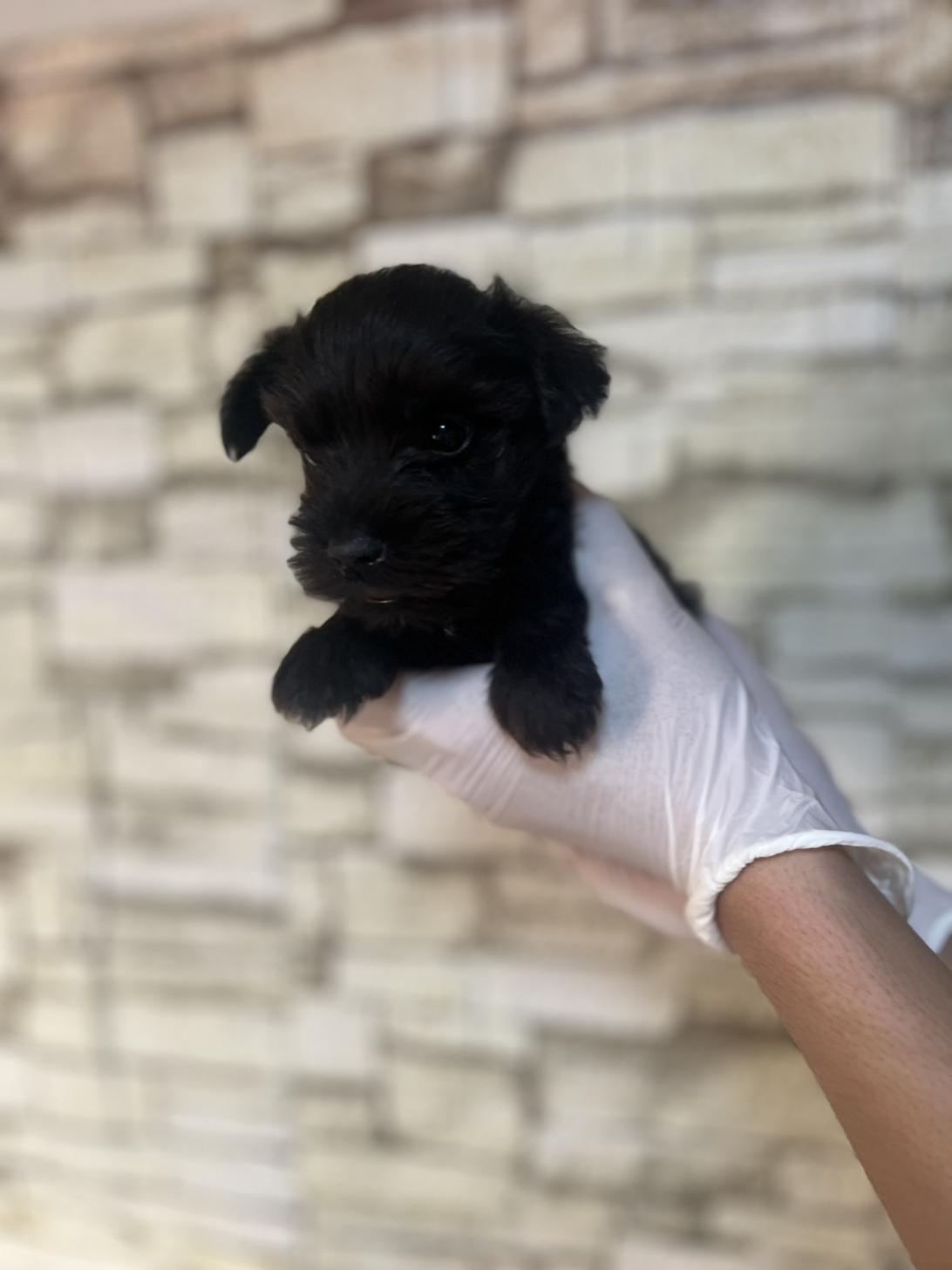 埼玉県のミニチュアシュナウザー (ペッツスマイル加須インター店/2025年8月31日生まれ/男の子/ブラック)の子犬の2枚目の画像