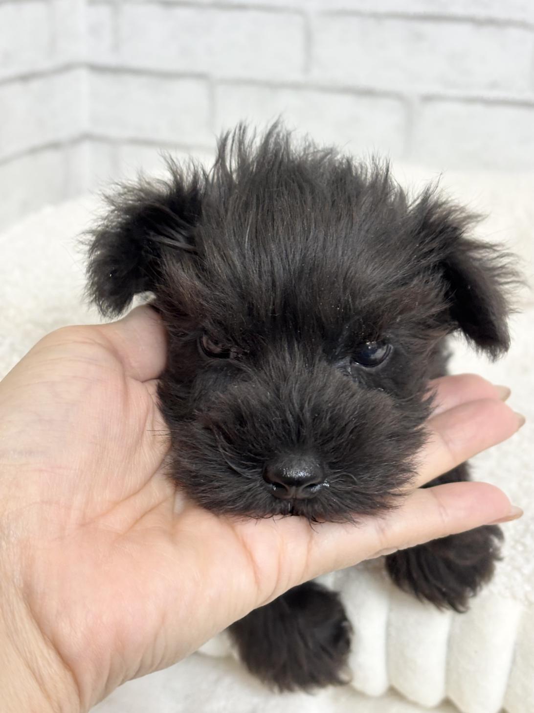 埼玉県のミニチュアシュナウザー (ペッツスマイル加須インター店/2025年8月31日生まれ/男の子/ブラック)の子犬の2枚目の画像