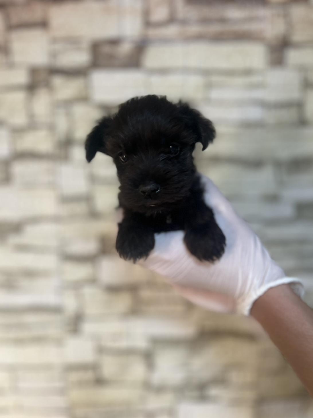 埼玉県のミニチュアシュナウザー (ペッツスマイル加須インター店/2025年8月31日生まれ/男の子/ブラック)の子犬の3枚目の画像