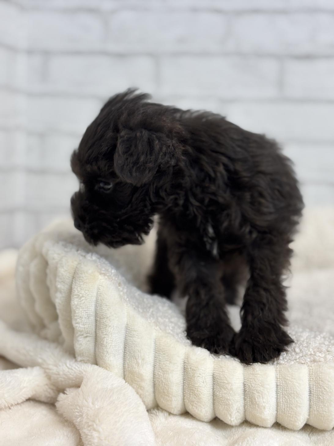 埼玉県のミニチュアシュナウザー (ペッツスマイル加須インター店/2025年8月31日生まれ/男の子/ブラック)の子犬の3枚目の画像