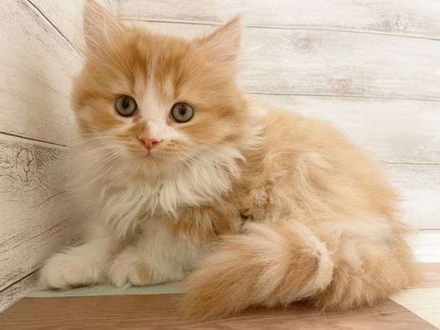 新潟県のマンチカン (竹内ペット 新津本店/2025年11月8日生まれ/男の子/レッドタビー)の子猫の1枚目の画像