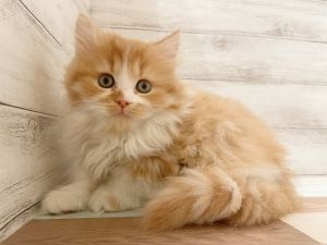 新潟県のマンチカン (竹内ペット 新津本店/2025年11月8日生まれ/男の子/レッドタビー)の子猫の2枚目の画像