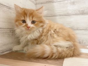 新潟県のマンチカン (竹内ペット 新津本店/2025年11月8日生まれ/男の子/レッドタビー)の子猫の3枚目の画像