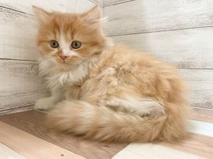 新潟県のマンチカン (竹内ペット 新津本店/2025年11月8日生まれ/男の子/レッドタビー)の子猫の4枚目の画像