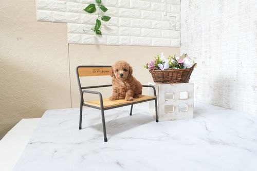 滋賀県のトイプードル(タイニー) (いっぷく湖南店/2025年9月30日生まれ/男の子/レッドフォーン)の子犬の1枚目の画像