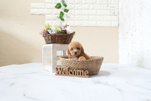 滋賀県のトイプードル(タイニー) (いっぷく湖南店/2025年9月30日生まれ/男の子/レッドフォーン)の子犬の2枚目の画像