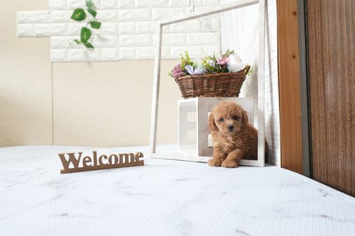 滋賀県のトイプードル(タイニー) (いっぷく湖南店/2025年9月30日生まれ/男の子/レッドフォーン)の子犬の3枚目の画像