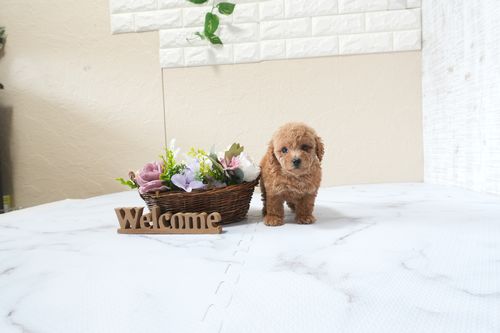 滋賀県のトイプードル(タイニー) (いっぷく湖南店/2025年9月30日生まれ/男の子/レッドフォーン)の子犬の4枚目の画像