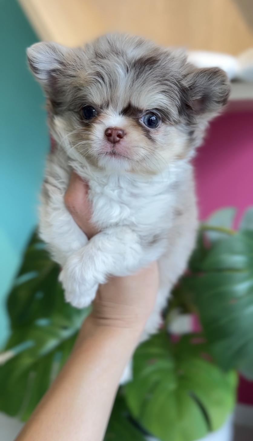埼玉県のチワワ(ロング) (PET SHOP Tiny tales/2025年11月22日生まれ/女の子/チョコレートマールホワイト)の子犬の1枚目の画像