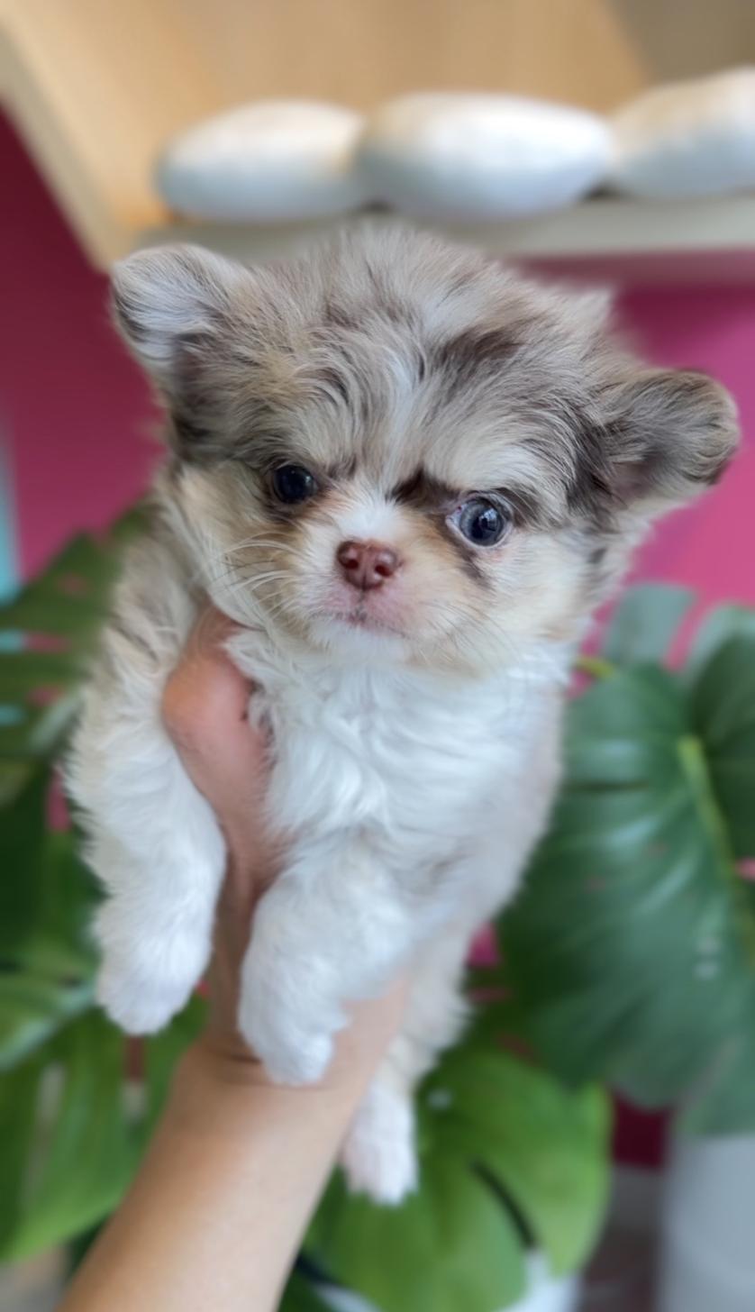 埼玉県のチワワ(ロング) (PET SHOP Tiny tales/2025年11月22日生まれ/女の子/チョコレートマールホワイト)の子犬の2枚目の画像