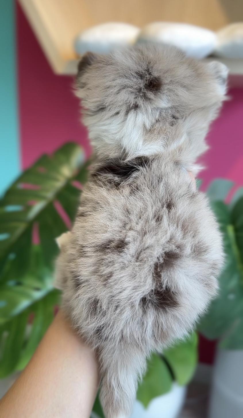 埼玉県のチワワ(ロング) (PET SHOP Tiny tales/2025年11月22日生まれ/女の子/チョコレートマールホワイト)の子犬の3枚目の画像