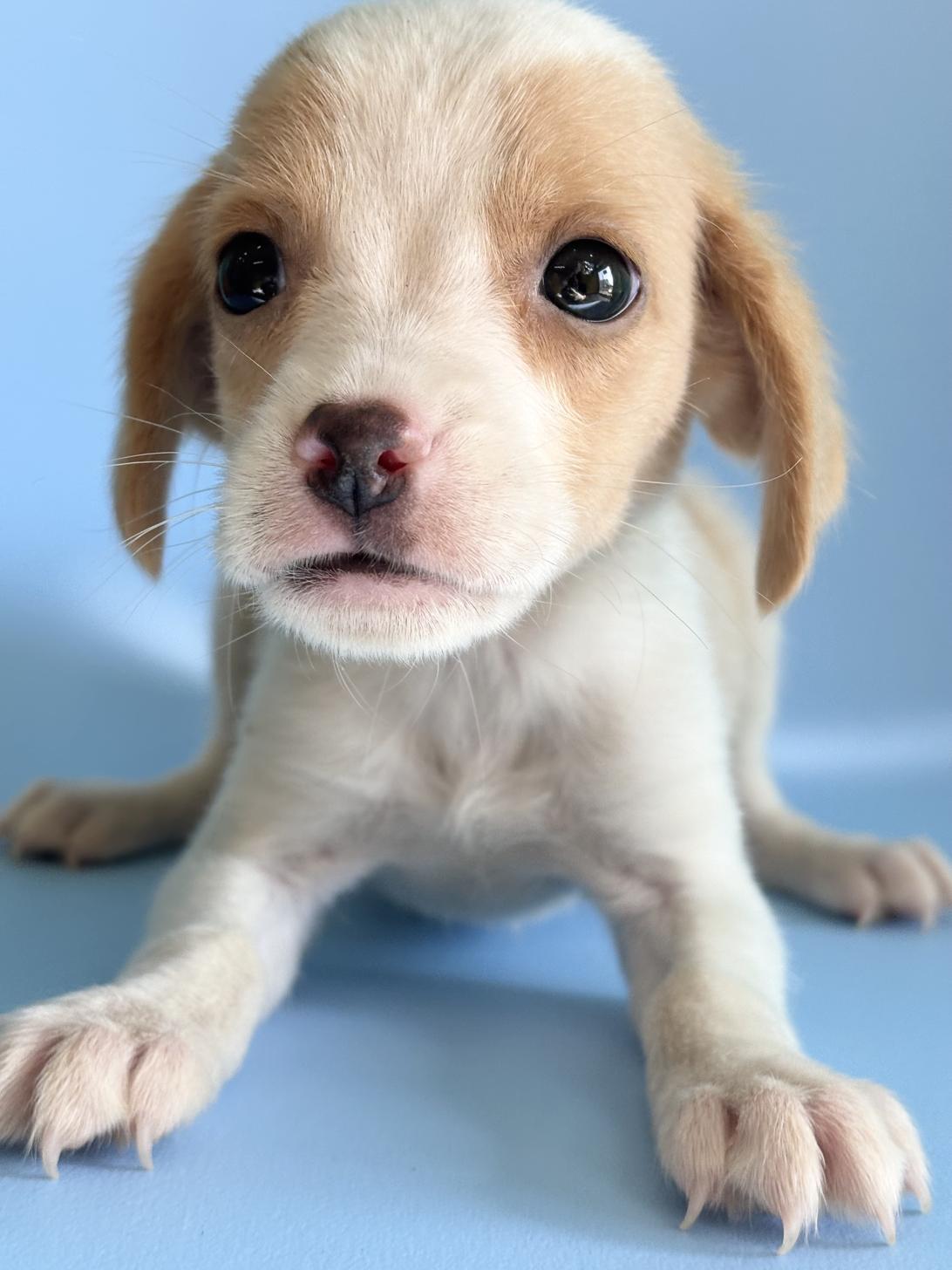 埼玉県のビーグル (ペッツスマイル加須インター店/2025年10月10日生まれ/女の子/レモンホワイト)の子犬の1枚目の画像