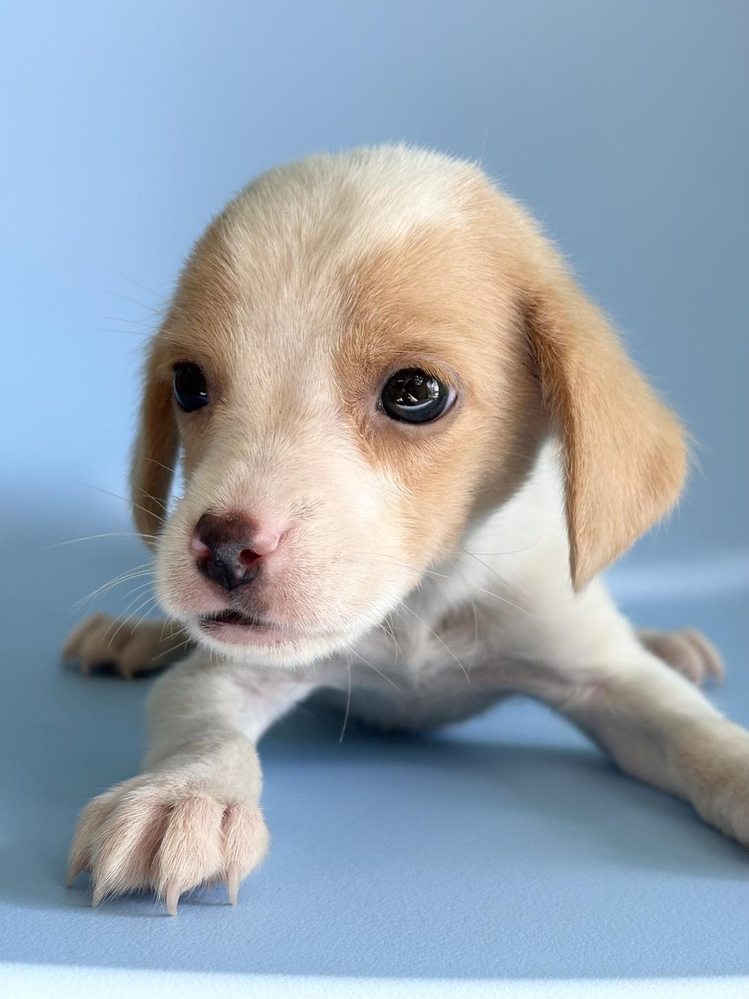 埼玉県のビーグル (ペッツスマイル加須インター店/2025年10月10日生まれ/女の子/レモンホワイト)の子犬の2枚目の画像