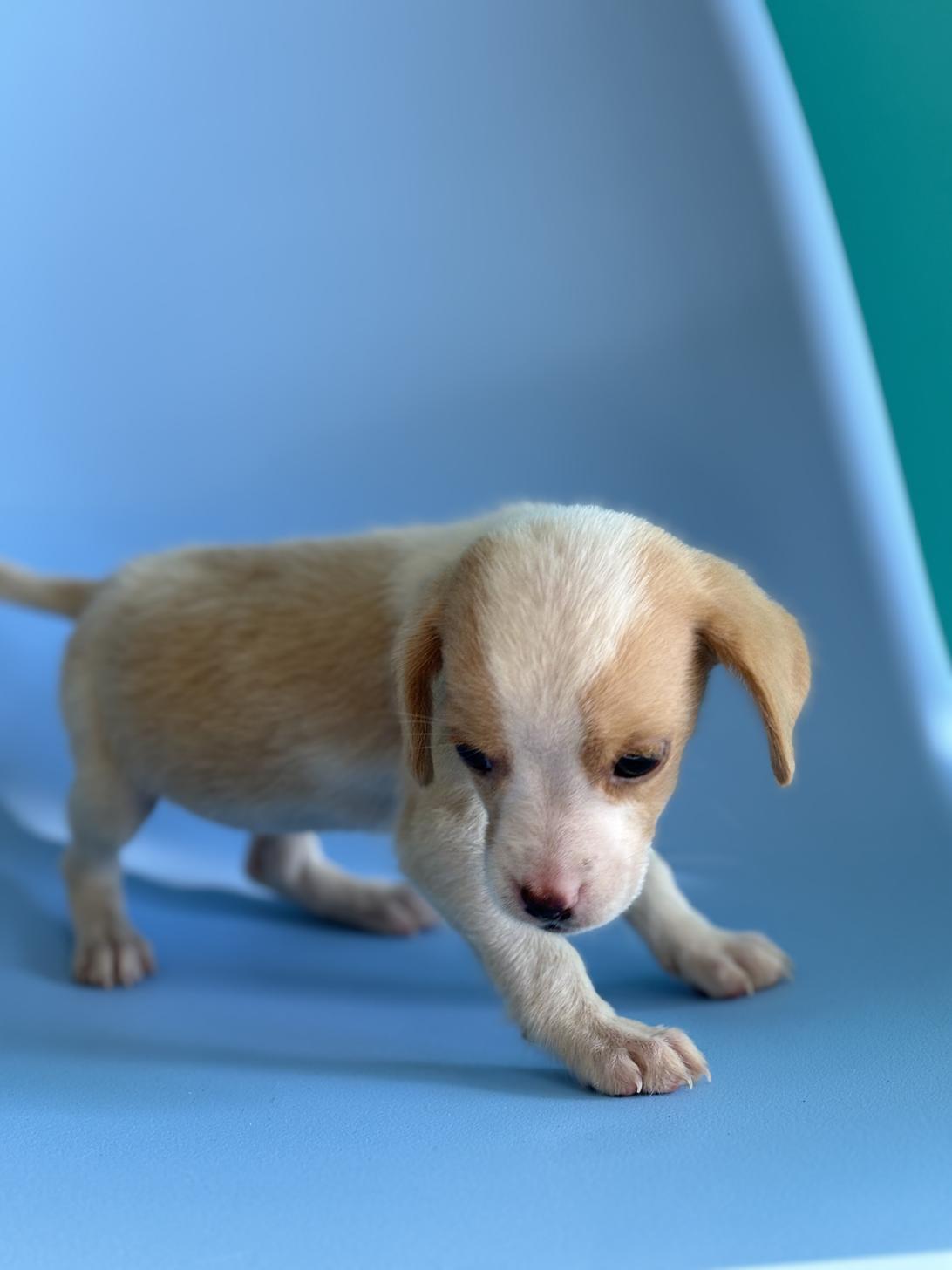 埼玉県のビーグル (ペッツスマイル加須インター店/2025年10月10日生まれ/女の子/レモンホワイト)の子犬の3枚目の画像