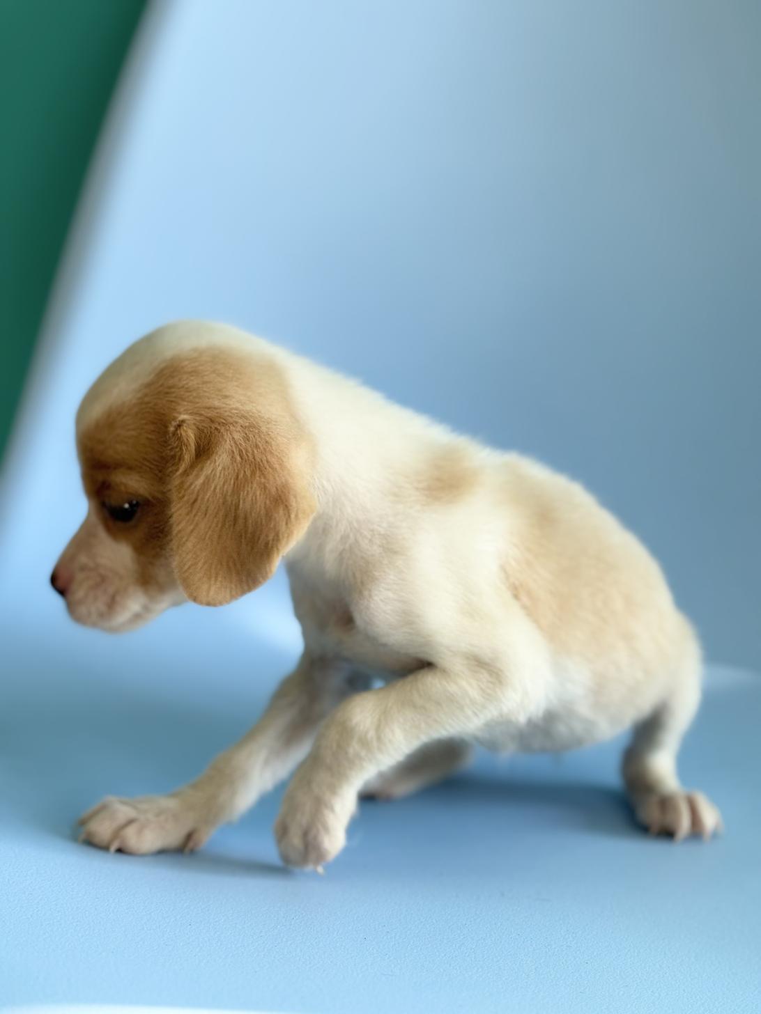 埼玉県のビーグル (ペッツスマイル加須インター店/2025年10月10日生まれ/女の子/レモンホワイト)の子犬の4枚目の画像