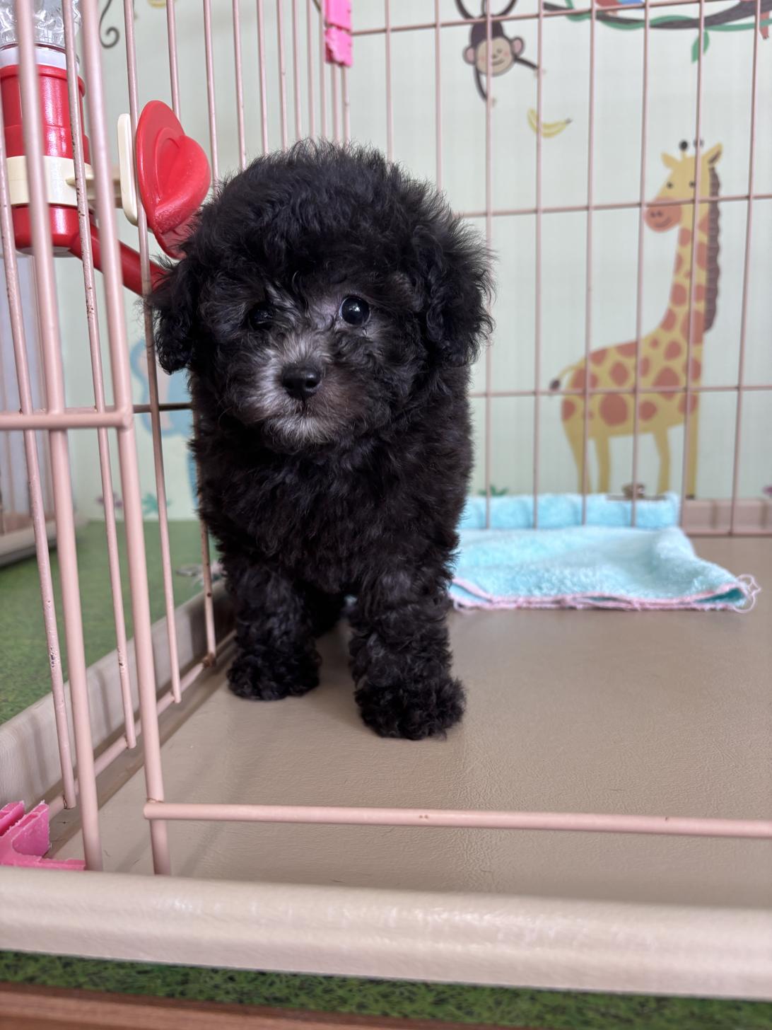 愛知県のタイニープードル (子いぬの足あと/2025年7月5日生まれ/女の子/シルバー)の子犬