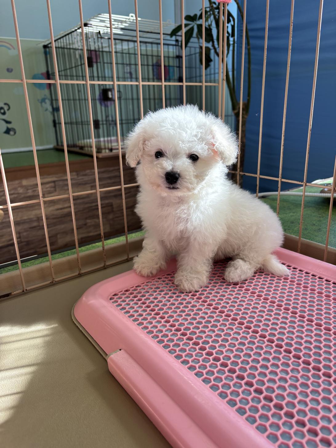 愛知県のビションフリーゼ (子いぬの足あと/2025年11月8日生まれ/女の子/ホワイト)の子犬