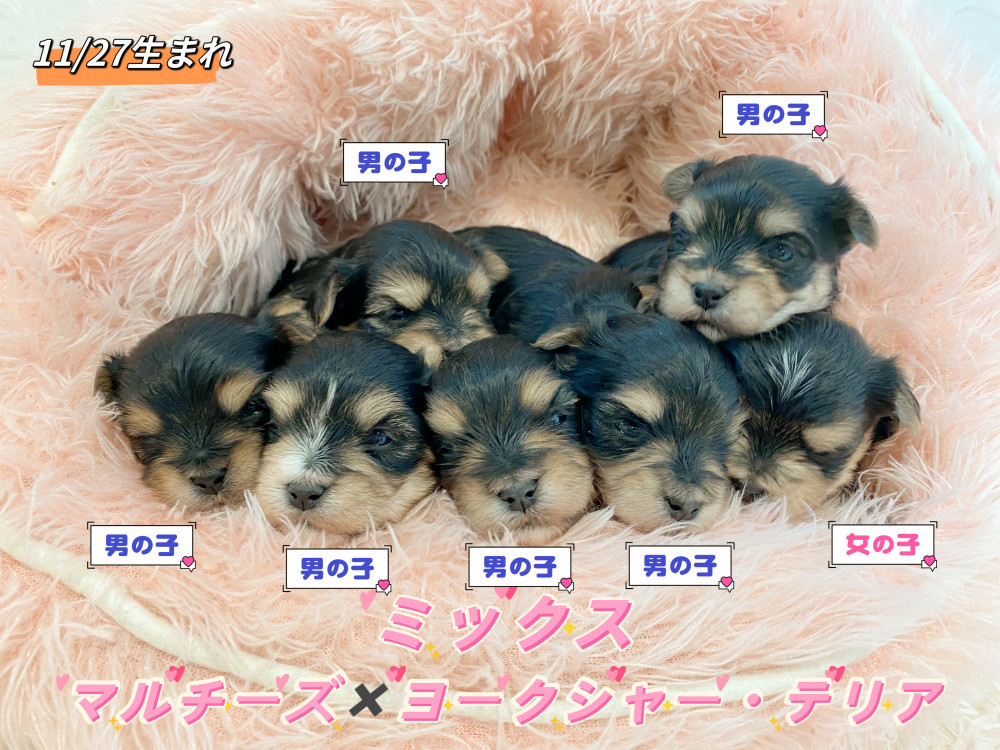新潟県のマルキー/マルヨーキー(マルチーズ×ヨークシャーテリア) (竹内ペット 新津本店/2025年11月27日生まれ/男の子/その他色)の子犬