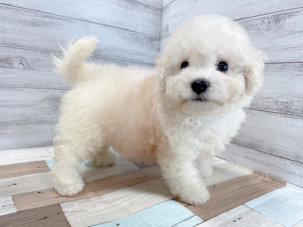 新潟県のビションフリーゼ (竹内ペット 新津本店/2026年6月28日生まれ/女の子/ホワイト)の子犬の2枚目の画像