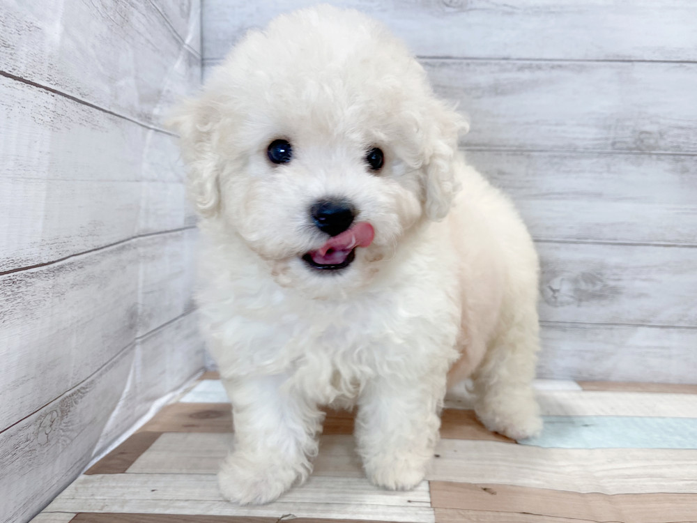 新潟県のビションフリーゼ (竹内ペット 新津本店/2026年6月28日生まれ/女の子/ホワイト)の子犬の3枚目の画像