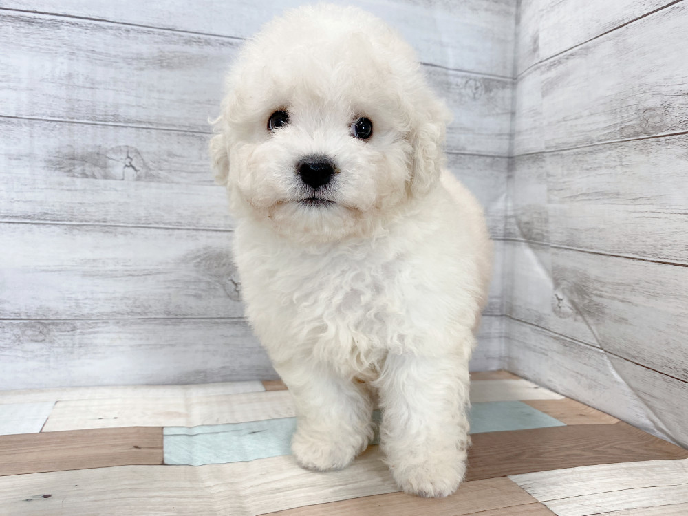 新潟県のビションフリーゼ (竹内ペット 新津本店/2026年6月28日生まれ/女の子/ホワイト)の子犬の4枚目の画像