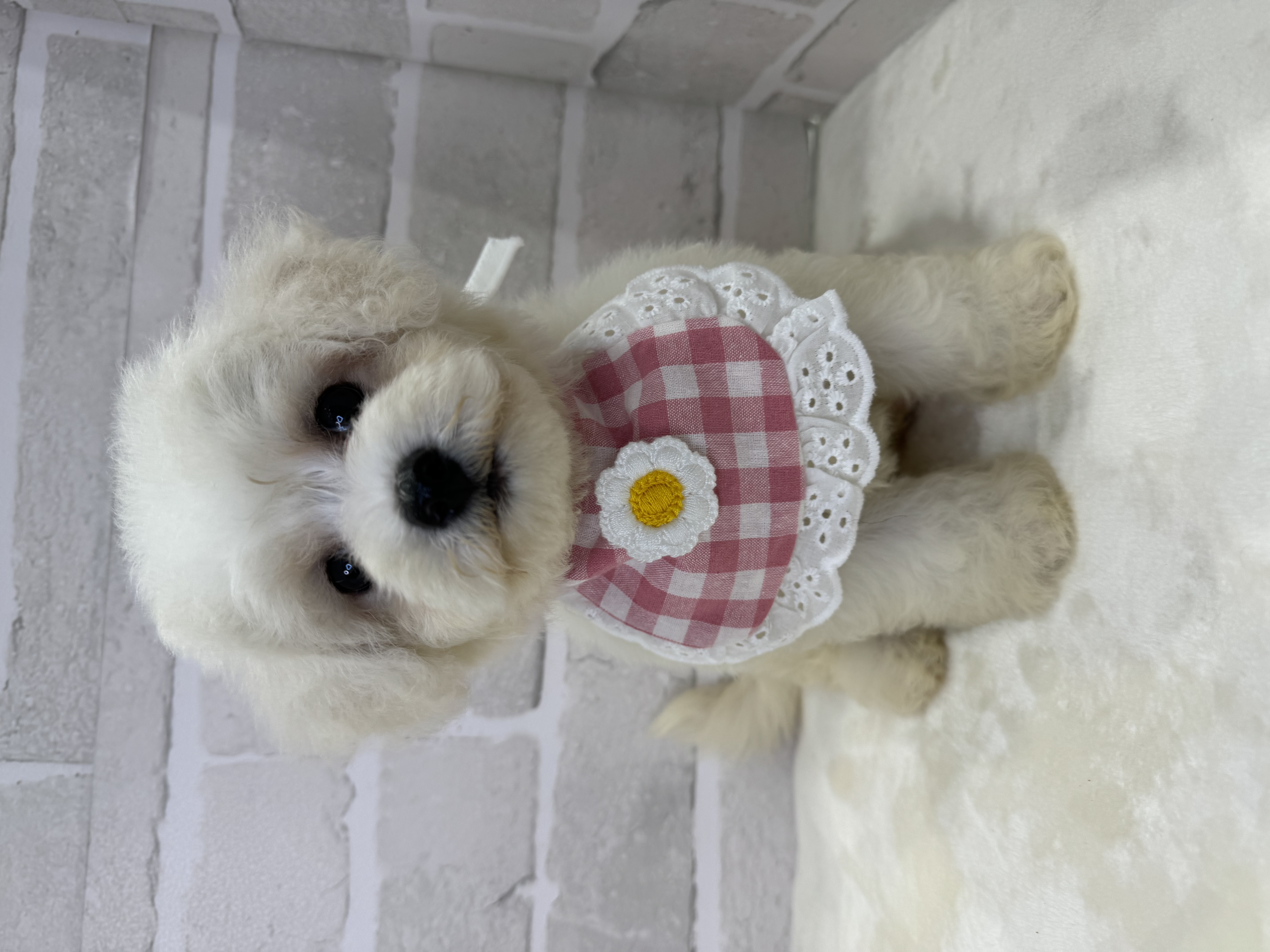 埼玉県のビションフリーゼ (PETSHOP FATIS/2024年3月9日生まれ/女の子/ホワイト)の子犬