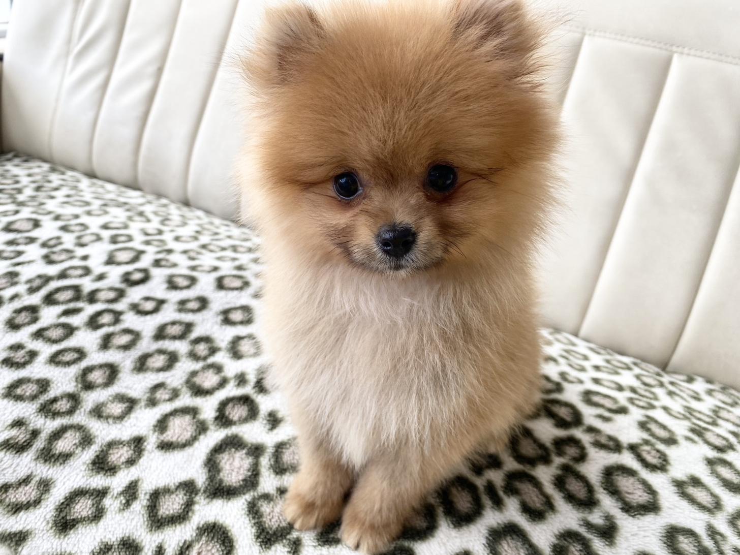 熊本県のポメラニアン (スタードッグス新熊本店/2026年5月12日生まれ/男の子/オレンジ)の子犬の1枚目の画像