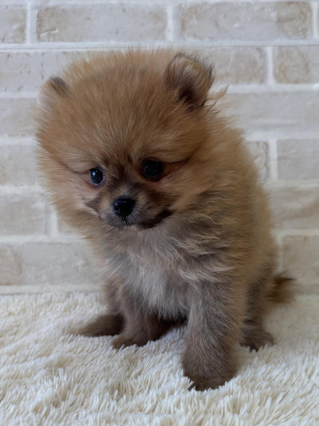 佐賀県のポメラニアン (スタードッグス新鳥栖店/2026年5月12日生まれ/男の子/オレンジ)の子犬の2枚目の画像