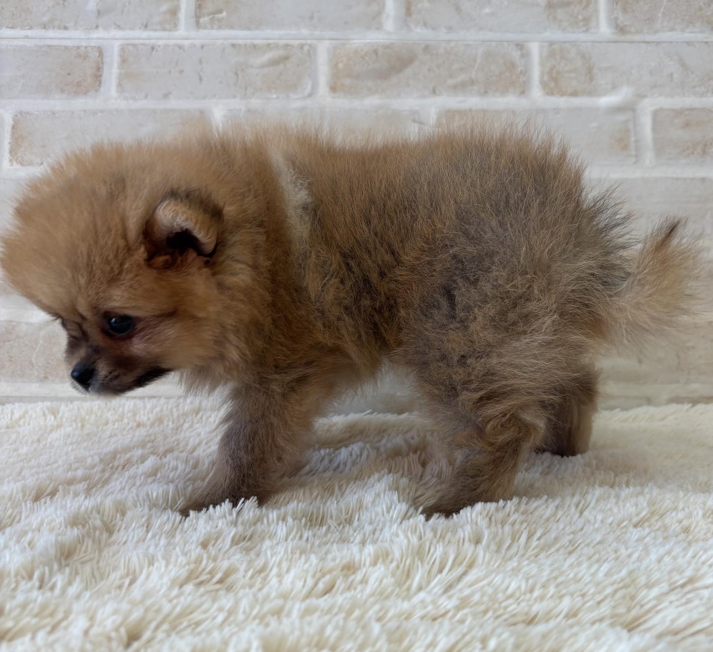 佐賀県のポメラニアン (スタードッグス新鳥栖店/2026年5月12日生まれ/男の子/オレンジ)の子犬の3枚目の画像