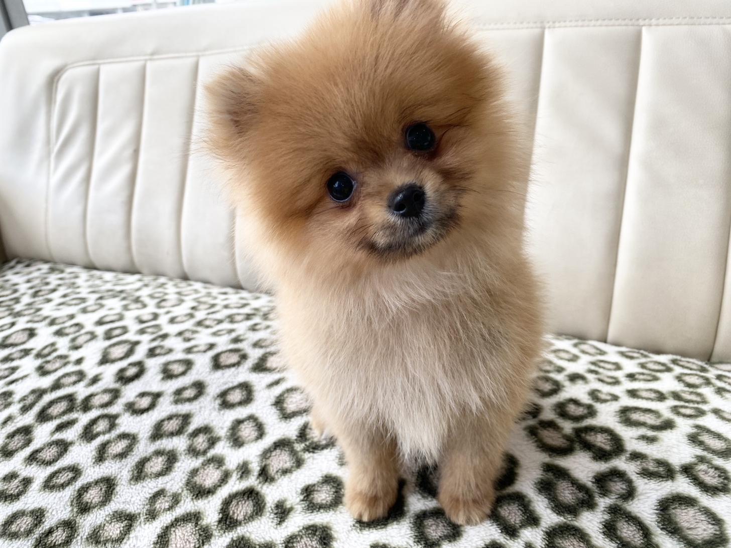 熊本県のポメラニアン (スタードッグス新熊本店/2026年5月12日生まれ/男の子/オレンジ)の子犬の3枚目の画像