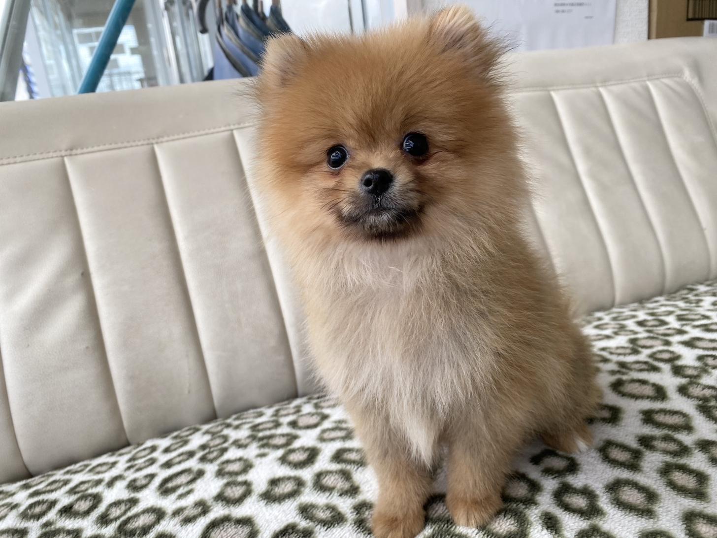 熊本県のポメラニアン (スタードッグス新熊本店/2026年5月12日生まれ/男の子/オレンジ)の子犬の4枚目の画像