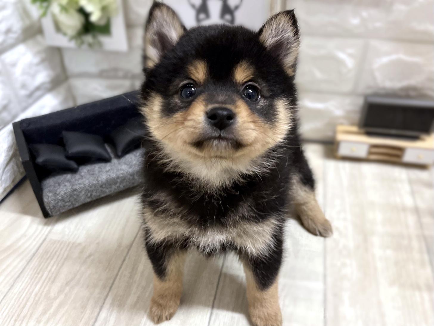 大阪府のポメ柴/豆ポメ/ポメ豆柴(ポメラニアン×柴犬) (DOGMAN平野瓜破店/2025年11月16日生まれ/女の子/黒)の子犬の1枚目の画像