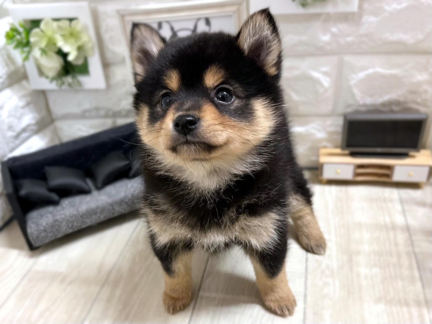 大阪府のポメ柴/豆ポメ/ポメ豆柴(ポメラニアン×柴犬) (DOGMAN平野瓜破店/2025年11月16日生まれ/女の子/黒)の子犬の2枚目の画像