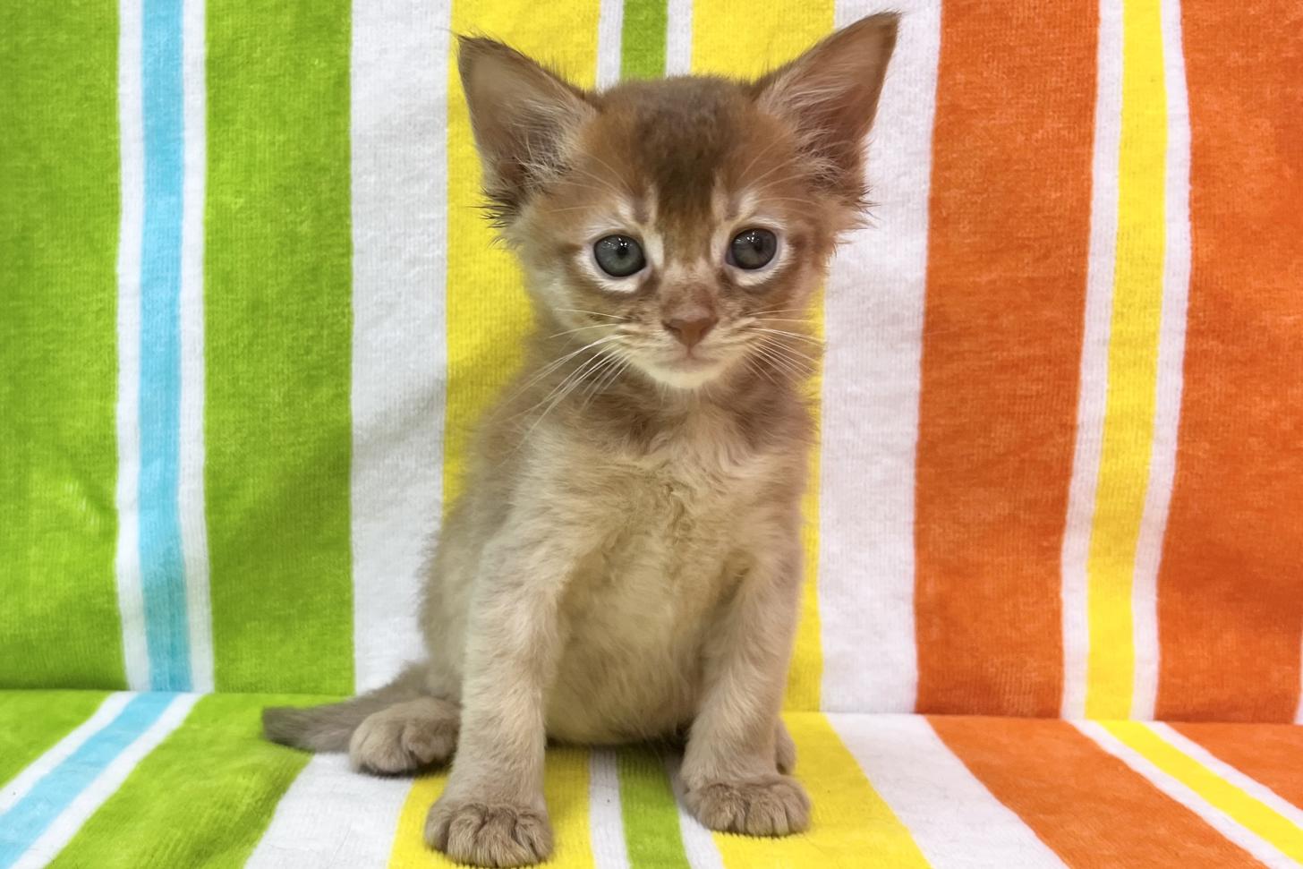 愛知県のソマリ (ハピースペット一宮三条アミーゴ店/2026年4月1日生まれ/男の子/レッド)の子猫の1枚目の画像