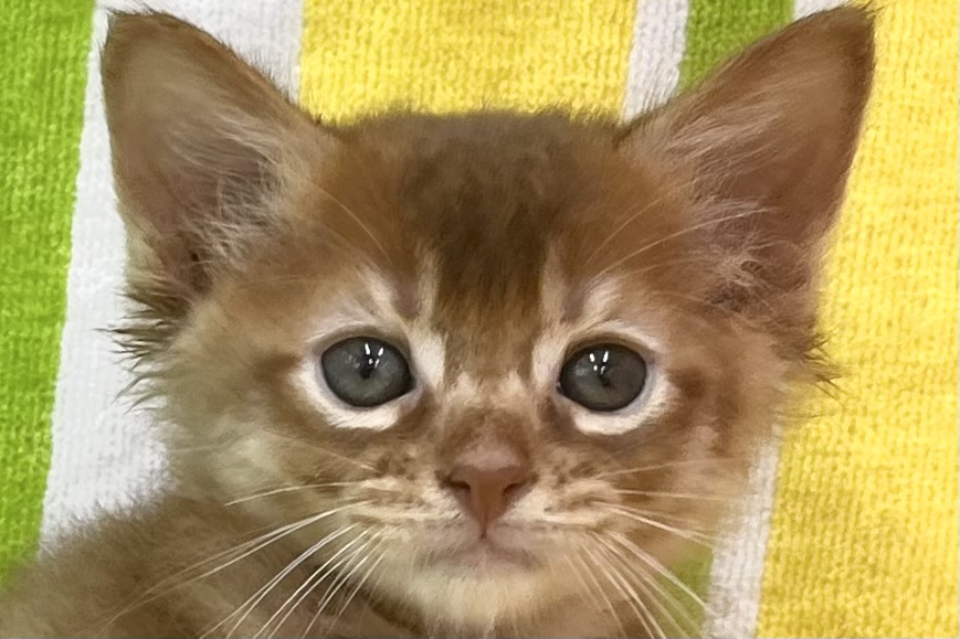 愛知県のソマリ (ハピースペット一宮三条アミーゴ店/2026年4月1日生まれ/男の子/レッド)の子猫の2枚目の画像