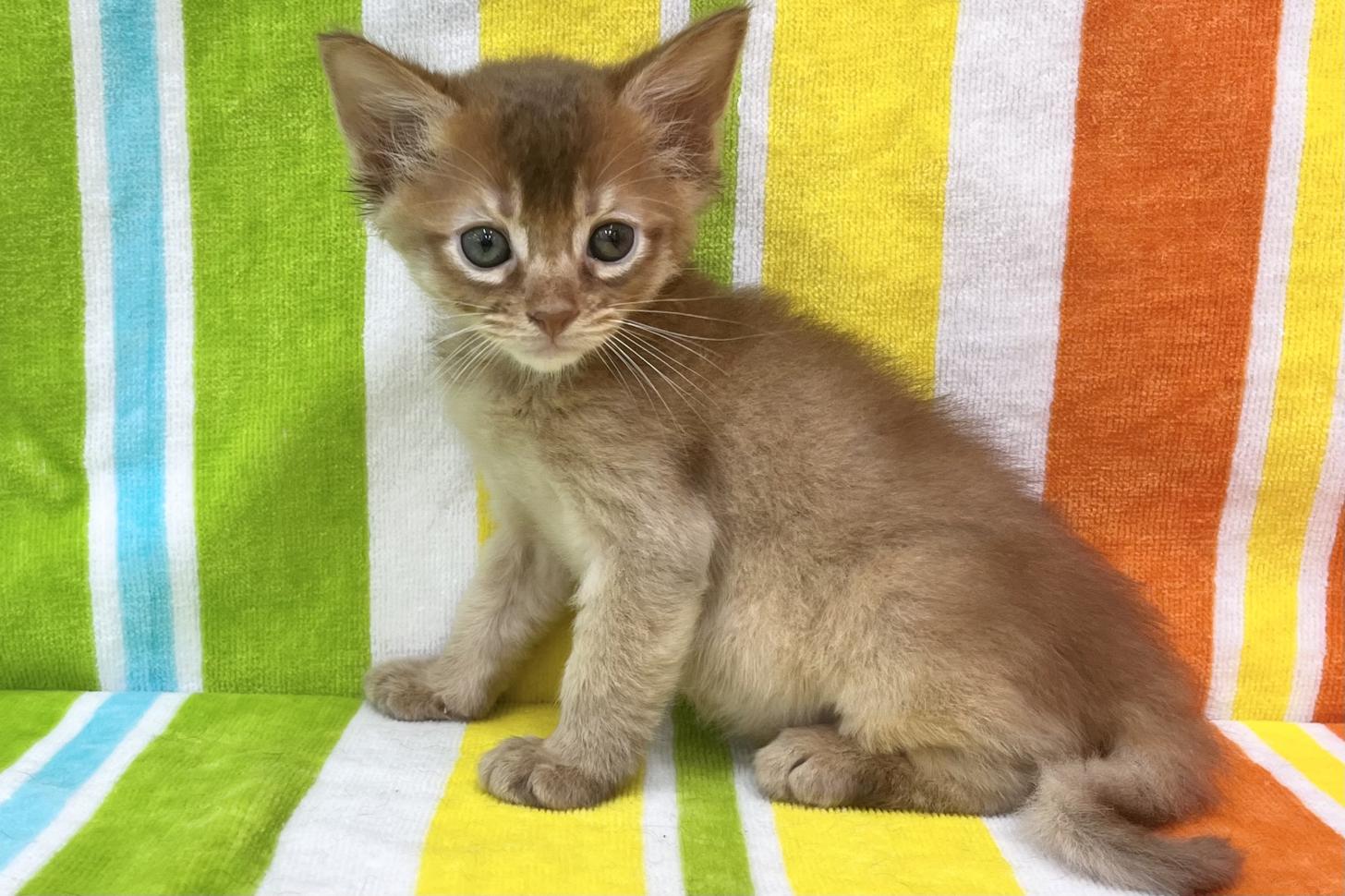 愛知県のソマリ (ハピースペット一宮三条アミーゴ店/2026年4月1日生まれ/男の子/レッド)の子猫の3枚目の画像