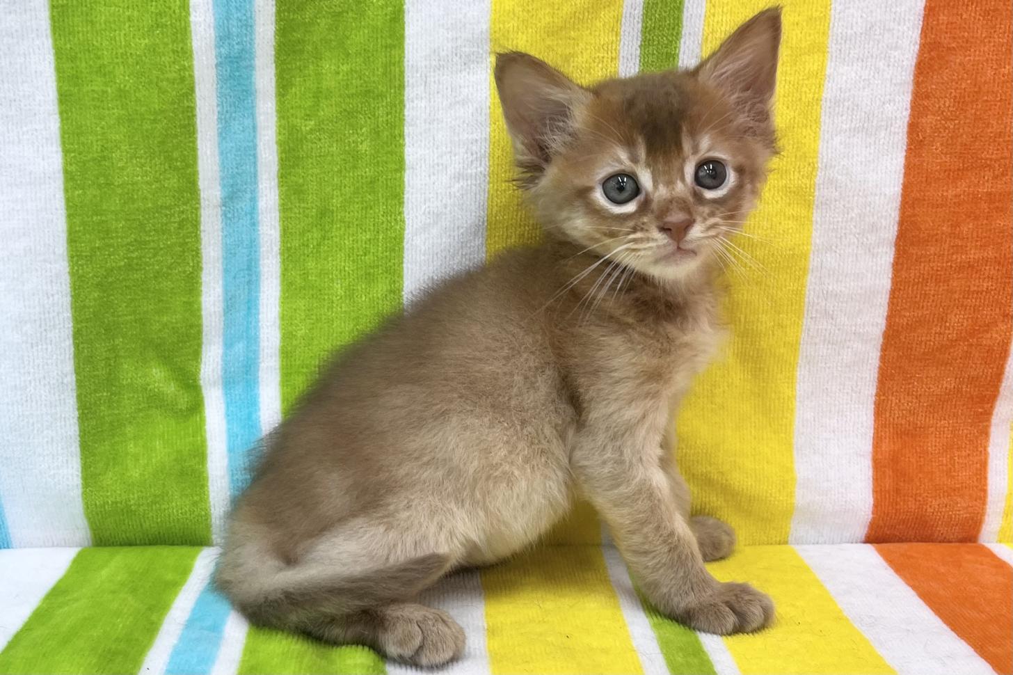 愛知県のソマリ (ハピースペット一宮三条アミーゴ店/2026年4月1日生まれ/男の子/レッド)の子猫の4枚目の画像