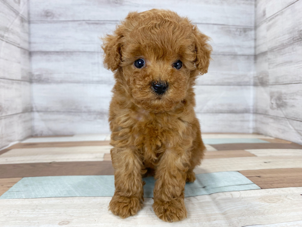 新潟県のトイプードル(トイ) (竹内ペット 新津本店/2025年6月16日生まれ/女の子/レッド)の子犬の1枚目の画像